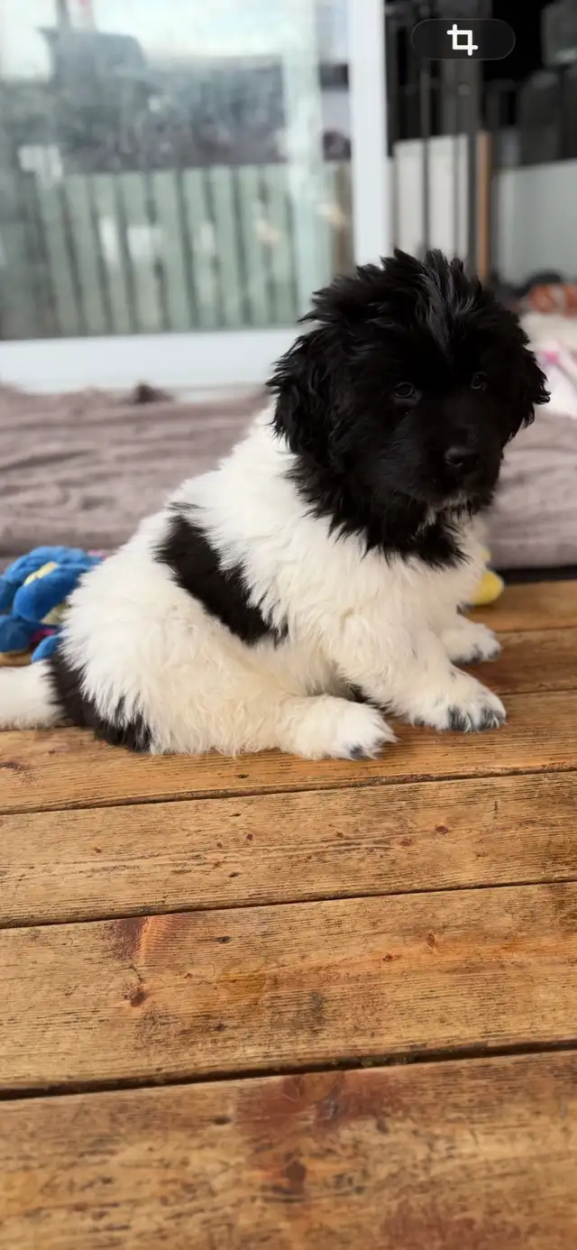 chiots Terre-Neuve, Newfoundland Puppies in Dogs & Puppies for Rehoming in Laurentides - Image 7