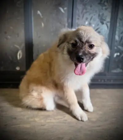 Loveable and gentle pomeranian puppy - 8 months, View more