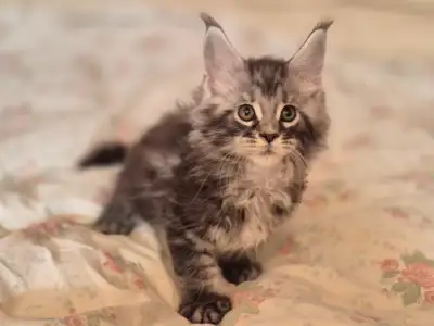 Maine Coon femelle black silver et mâles black smoke et black silver vaccinés et vermifugés. Ils son...