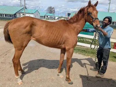 Thoroughbred for sale, View more