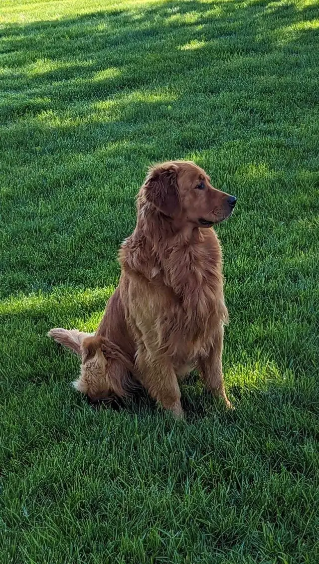 Beautiful Golden Retriever Puppys in Dogs & Puppies for Rehoming in Kitchener / Waterloo - Image 10