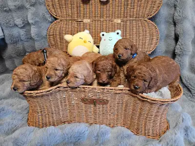 Sept magnifiques chiots caniches, couleur abricot foncé et clair. Cinq mâles(prix 2000$)et deux feme...