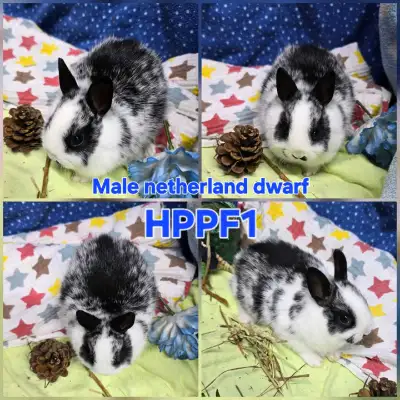 Netherland dwarf bunnies, View more