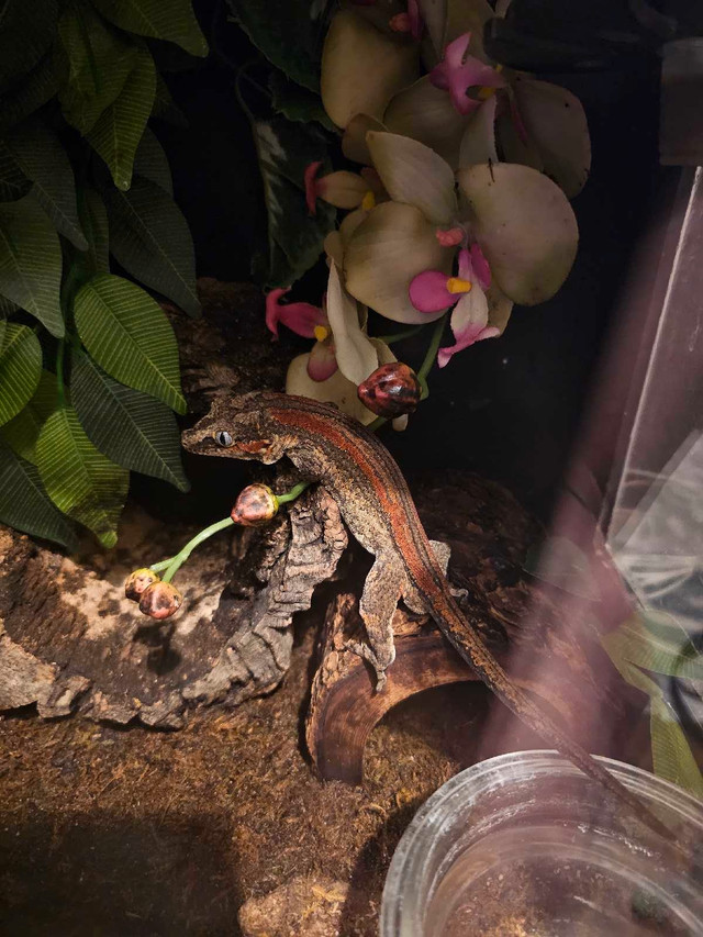 rtb adult gargoyle gecko in Reptiles & Amphibians for Rehoming in Edmonton - Image 2