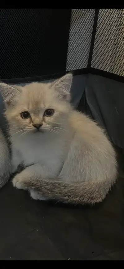 The sweet boy is currently 10 weeks old. eating solid food and using the litter box. incredibly cute...