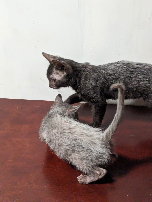 Lykoi kittens or Werewolf kittens in Cats & Kittens for Rehoming in Hamilton - Image 3
