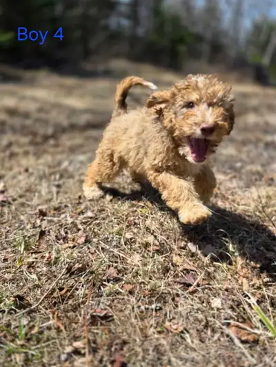 Mini f1b Aussiedoodles long weekend special contact for details, View more