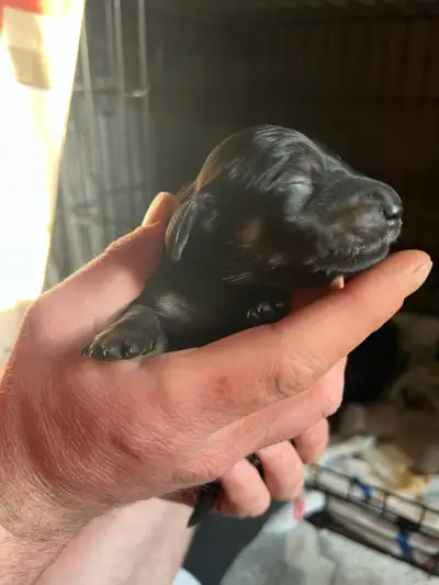 Hi there we have 4 beautiful long haired miniature daschund puppies for sale DOB June 1-2025 Will be...