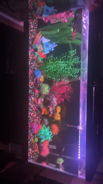 fish tank set up with everything needed, View more