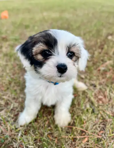 Shorkie/Cavalier Puppies, View more