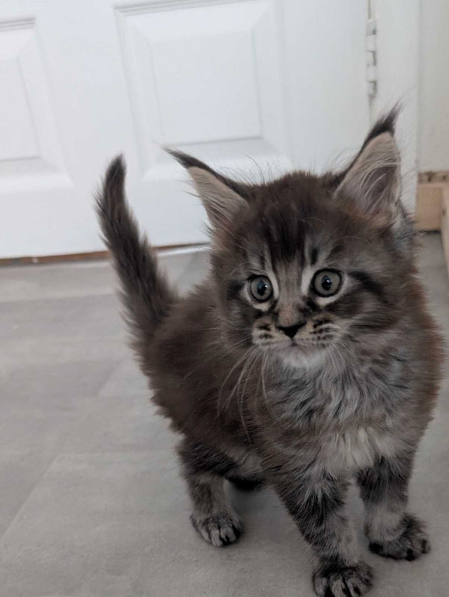 reste seulement 1 magnifique chaton Maine Coon dans Chats et chatons à adopter  à Saint-Jean-sur-Richelieu