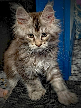 5 CHATONS MAINE COON POLYDACTYLES (6-6-6-6) dans Chats et chatons à adopter  à Ville de Québec - Image 3