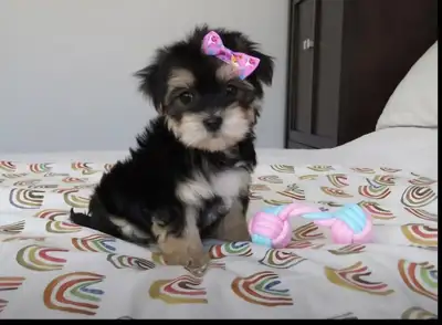 Chiot a vendre, View more