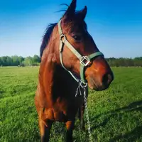 Horse for possible rehoming