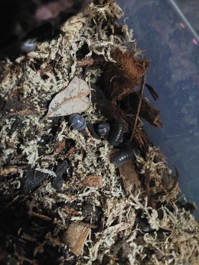 Isopods, Terrestrial & Freshwater in Other Pets for Rehoming in Calgary - Image 4