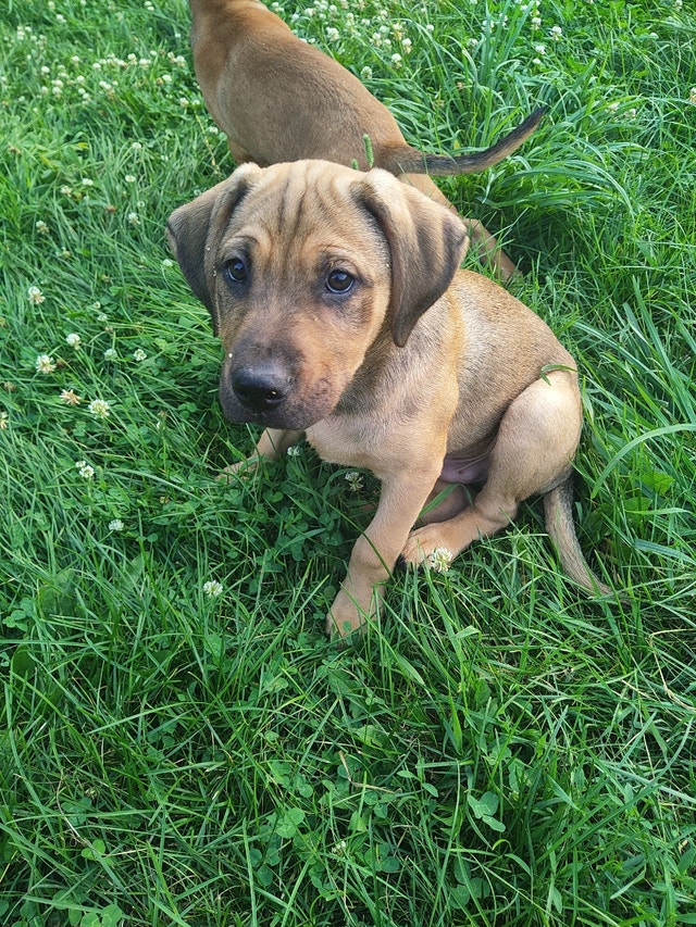 2 Tan/Beige adorable Lab Mix puppies, 1st shots Dogs & Puppies for