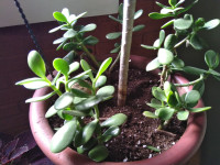 Plantes crassula (JADE)