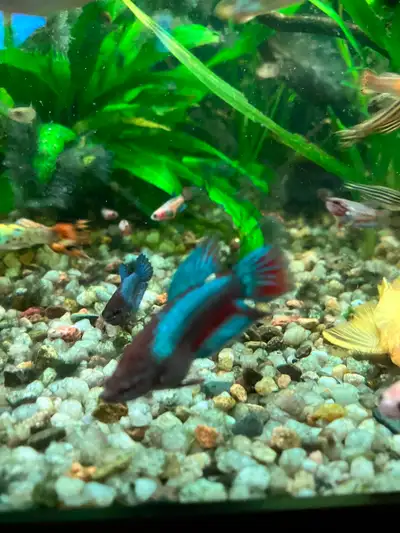 Local breeding bettas, View more