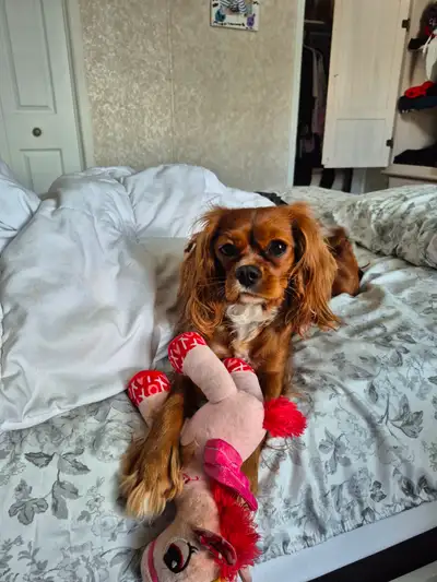 Chienne Cavalier King Charles, View more