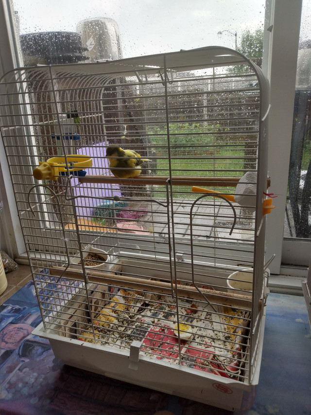 Canary with cage in Birds for Rehoming in Ottawa - Image 2