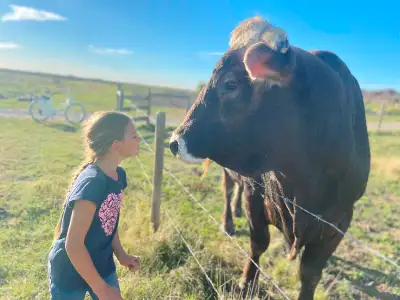 Asa is a very well behaved Brown Swiss bull. Our cows are bred and he can be leased out till May. We...