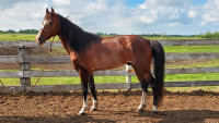 Missouri Fox Trotter Stallion booking mares for 2024
