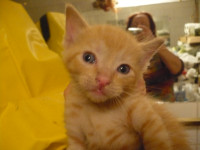 Cute & Cuddly Male & Female Orange/Ginger kittens