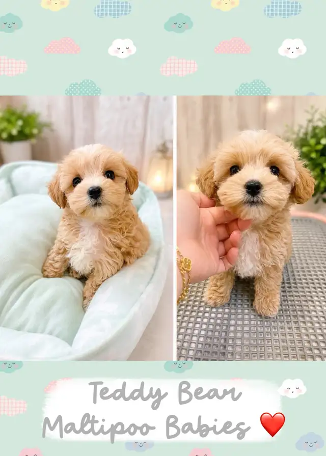 ❤️ TEDDY BEAR ❤️ MALTIPOO BABIES READY ❤️ in Dogs & Puppies for Rehoming in Victoria - Image 2