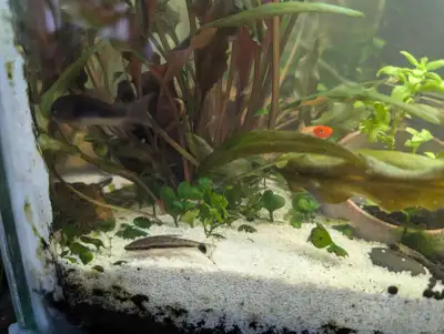 fishes algae eaters, View more