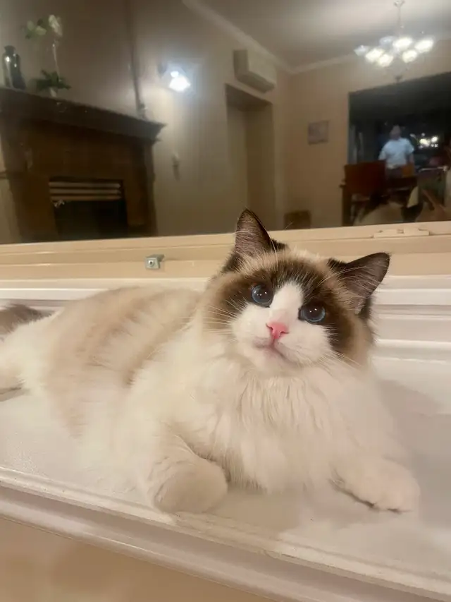 TICA Registered Ragdolls Available for Visiting in Cats & Kittens for Rehoming in Burnaby/New Westminster - Image 6