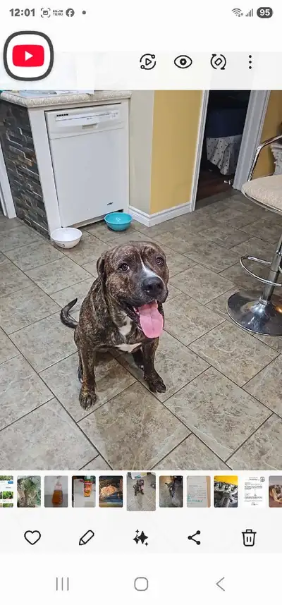 cane corso dog for sale, View more