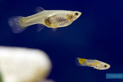 Guppys juvéniles à 1$ chacun., View more