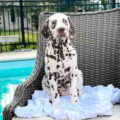 Adorable mâle Dalmatien pure race tacheté brun avec un œil turquoise. Il est né le 1 avril, il est p...