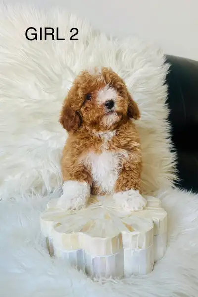 Mini Poodle Puppies (1 BOY 1 GIRL), View more