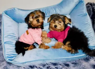 Toy Yorkie and Morkie puppies., View more
