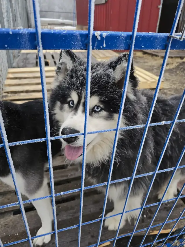 Adorable  Pomsky Puppies Ready in July (Only 3 left) in Dogs & Puppies for Rehoming in Edmonton - Image 5