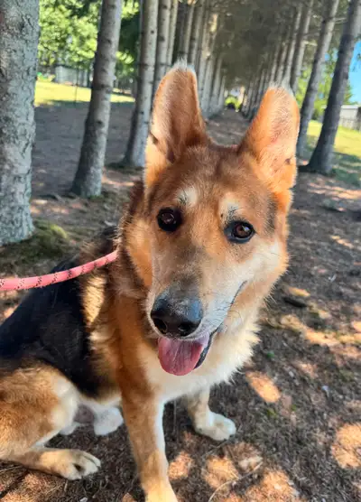 German Shepherd mix, View more