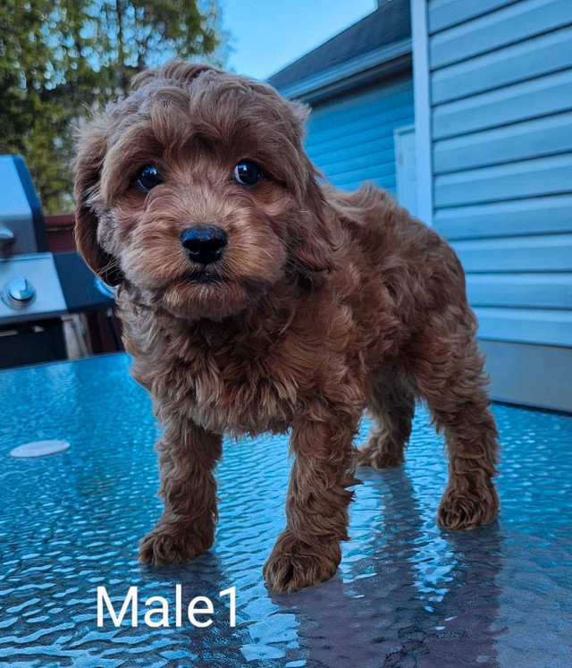Mini cockapoo  in Dogs & Puppies for Rehoming in Kingston - Image 2