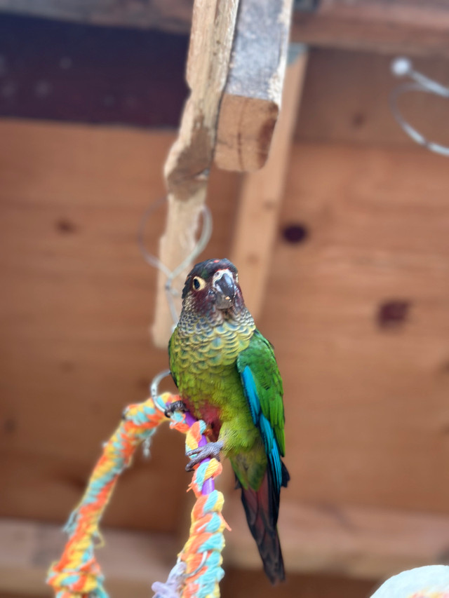 Conure rosy front for sale in Birds for Rehoming in City of Toronto