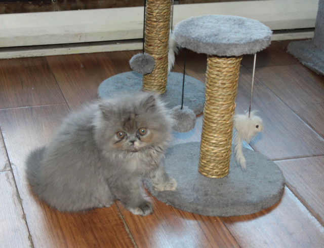 Persian kitten femelle 10 semaines , Chatons persans nées 4 jul dans Chats et chatons à adopter  à Ville de Montréal