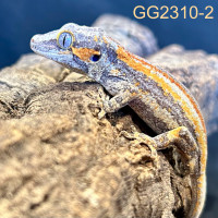 Baby Gargoyle Gecko - GG2310-2