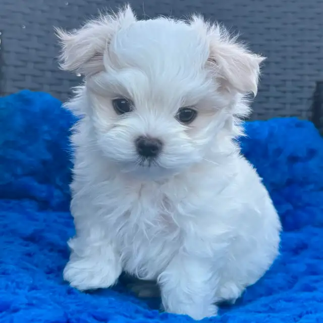 3 mini Bichon maltais , Maltese , pure race lignée champion in Dogs & Puppies for Rehoming in Laval / North Shore - Image 7
