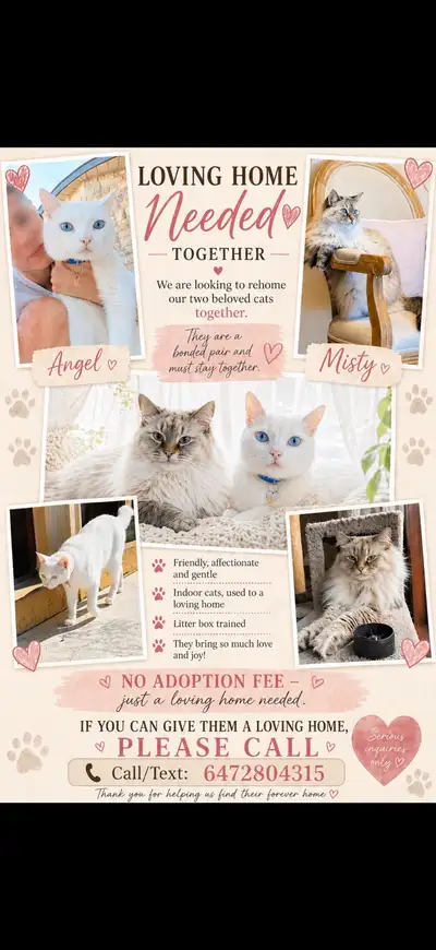     Gorgeous Bonded Cats Ready for a New Home , View more