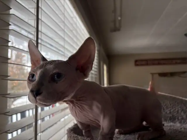 Hairless sphynx kittens in Cats & Kittens for Rehoming in North Bay - Image 4