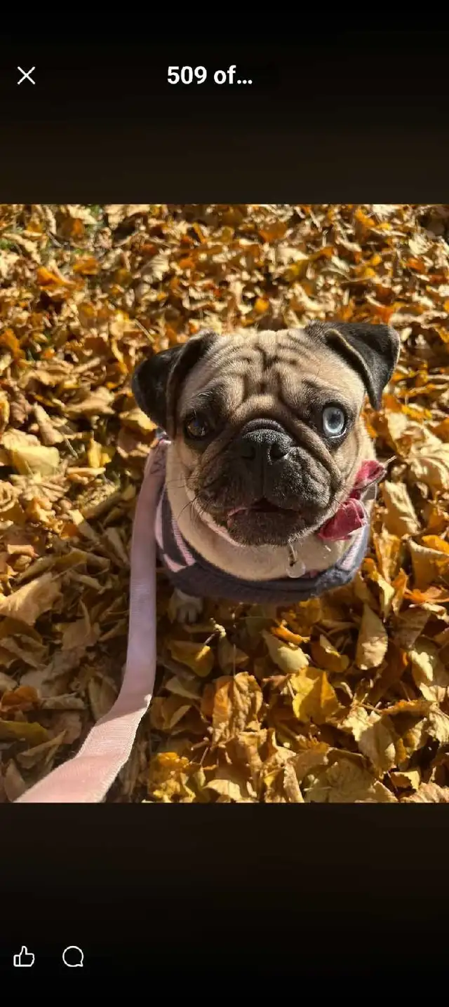 Quality Home Raised Pug Puppies in Dogs & Puppies for Rehoming in City of Toronto - Image 9