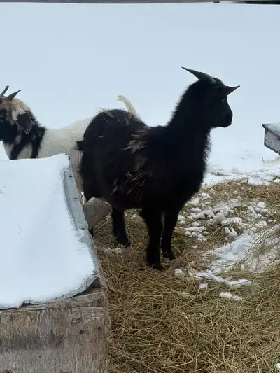 goats kiko and 1 boer, View more