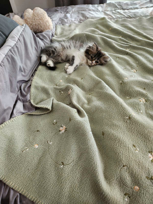 chaton persan dollface dans Chats et chatons à adopter  à Drummondville - Image 2