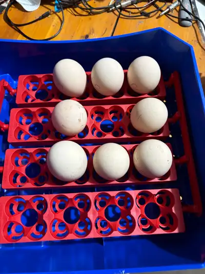 eggs and incubator with peacock eggs , View more