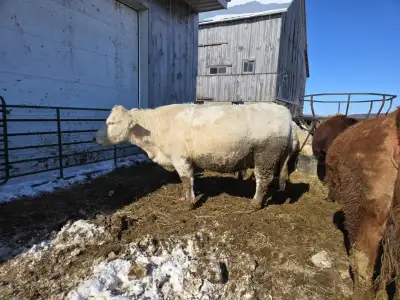 4 year old purebred Charolais cow for sale. Has 2025 heifer calf at foot, born on March 11. Calf is...