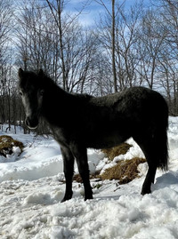 Newfoundland Pony Stallion 